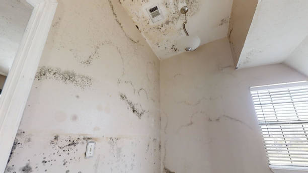 Best Industrial Mold Remediation  in Stanfield, OR