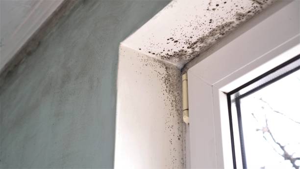 Best Water Damage & Mold Remediation  in Stanfield, OR