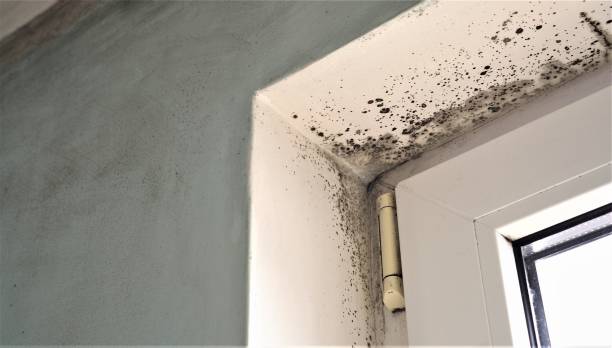Best Residential Mold Inspection & Testing  in Stanfield, OR