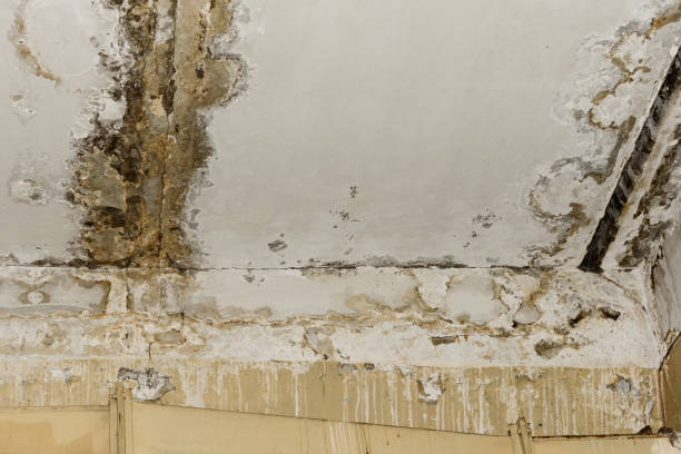 Best Mold Prevention Services  in Stanfield, OR
