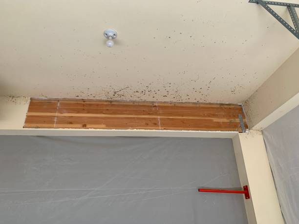 Biohazard Mold Removal in Stanfield, OR