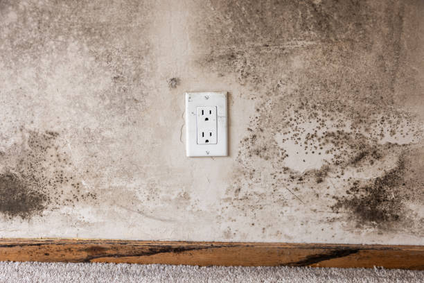 Best Mold Removal for HVAC Installations  in Stanfield, OR