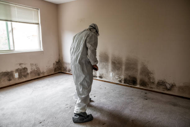 Best Attic Mold Removal  in Stanfield, OR